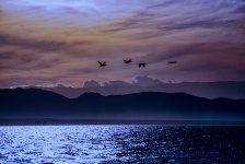 Birds Fly over the Salton Sea