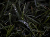 Grassprietje Water Droplet