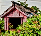 Blauer Vogel auf rotem Vogelhaus