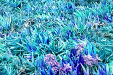 Blue Ice Plant Background
