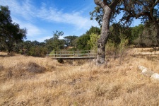 Bridge between Oak Trees