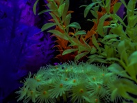 Bright Colorful Aquarium
