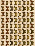 Коллаж из коричневых бабочек