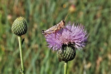 Brown Grasshopper on Tall Thistle 2