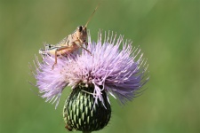 Brown Grasshopper On Tall Thistle