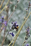 Bumble Bee su Blue Salvia Flowers