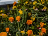 Bumble Bee su fiori d'arancio