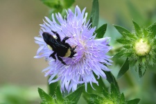 Bumble Bee su Purple Aster