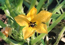 Bumble Bee su Squash Bloom