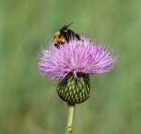 Bumble Bee on Tall Thistle