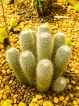 Kaktuswüstenpflanze