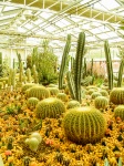 Kaktusová pouštní rostlina