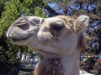 Camel Head Profile