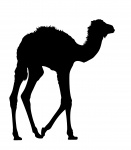 Clipart silhouette de chameau