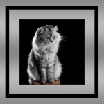 Cat Grey Fluffy Frame