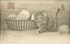 Gato, postal del vintage del gatito