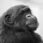 Retrato de chimpancé
