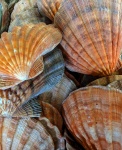 Fundo de conchas de moluscos
