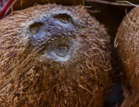 Kokosnuss-Gesicht