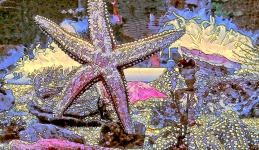 Starfish coloré