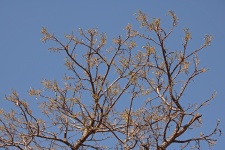 Compound yellow leaves on tree