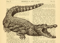 Crocodile Illustration Vintage