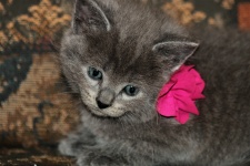 Carino gattino grigio con fiocco rosa
