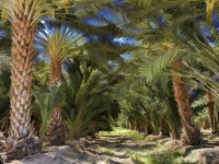 Date Palm Forest