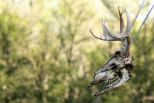 Deer Skull Background