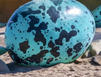 Uovo di dinosauro