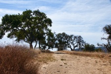 Dirt Path Between Oak Trees