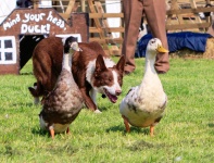 Dog Herds Ducks