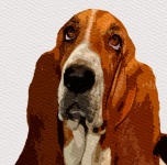 Psí akvarel Basset Hound