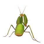 Desenho de um mantis