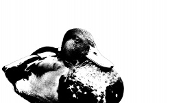 Duck Illustration Clipart