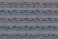 Duplicate of bird in flight