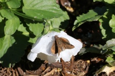 Duskywing Skipper On Pansy