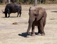 Elefante y búfalo de agua