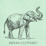 Illustrazione d'epoca di elefante