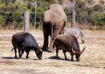 Elefante, cebra, búfalo de agua