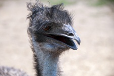 Emu Bad Hair Day