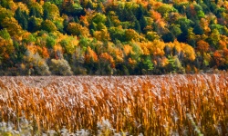 Fall forest and Cornfields