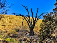 Fire Scorched Tree
