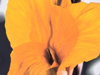 Flattened Drawing of Yellow Flower