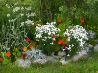 Blommor i min trädgård 55