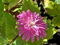 Blommor i min trädgård - 62