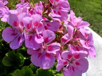 Fleurs de mon jardin - 63