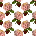 Floral Wallpaper Hydrangea Flowers