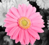 Flower Pink Gerbera Daisy