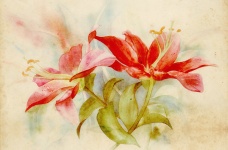 Květinový akvarel Vintage Lily